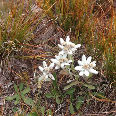 Maya Joie Herberg La Fouly
