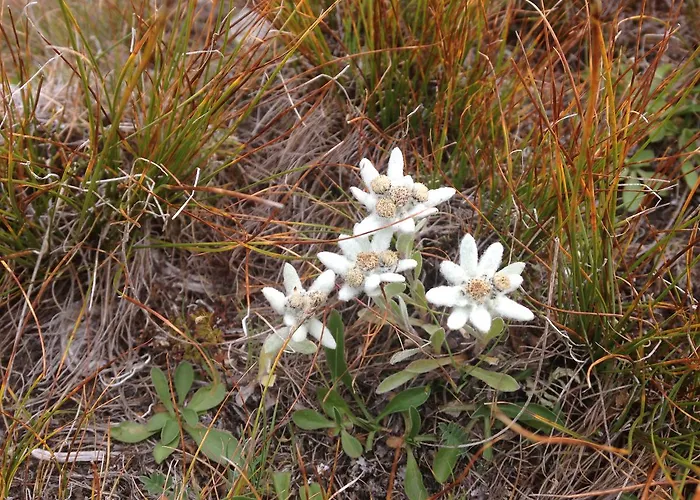 Maya Joie Herberg La Fouly